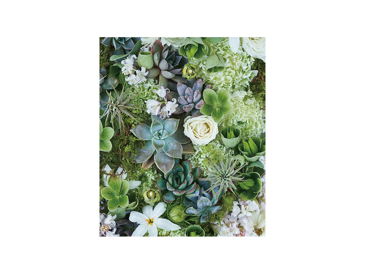 Botanic Succulents