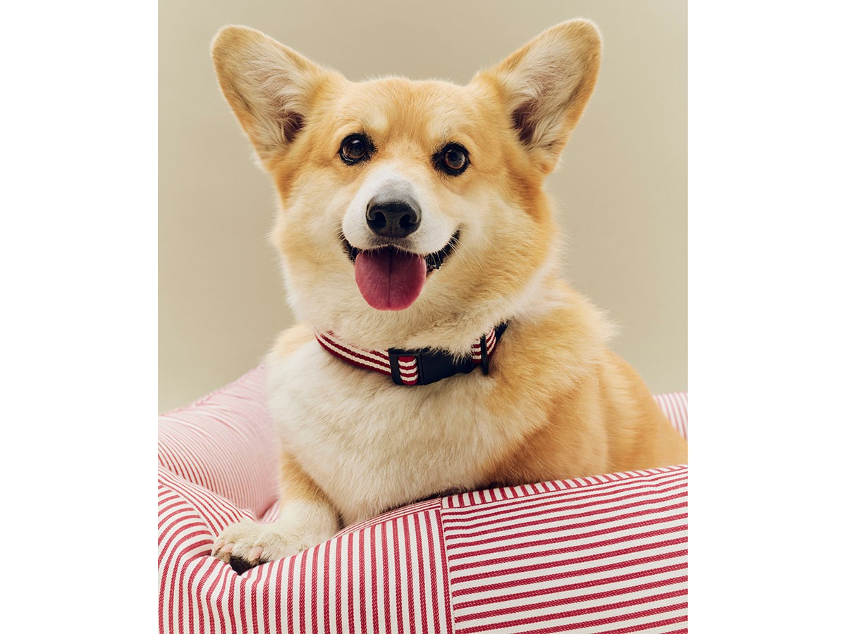 HAY HAY DOGS BY HOLLY GOLIGHTLY
DOGS BED ZIP MEDIUM / ヘイ ヘイ ドッグ コレクション
ドッグベッド ジップ M（レッド & ホワイトストライプ） （インテリア雑貨 > ペット用品） 4