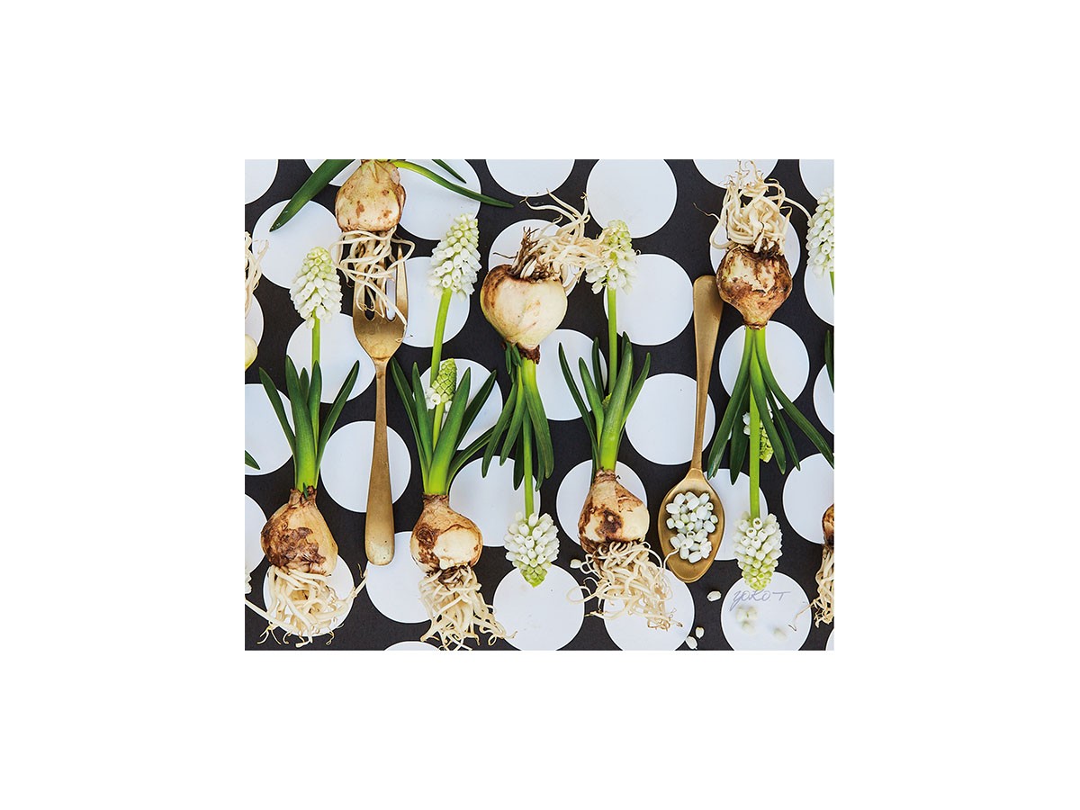 Food inspiered Silver Muscari