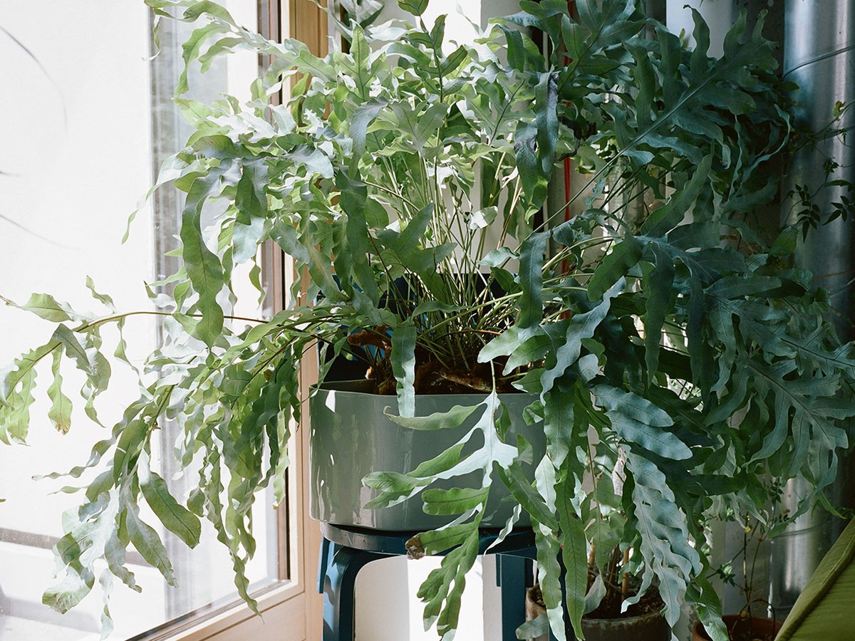 Artek Riihitie Plant Pot A / アルテック リーヒティエ プラント ポット A（大） （花器・プランター・グリーン > 鉢・プランター） 6