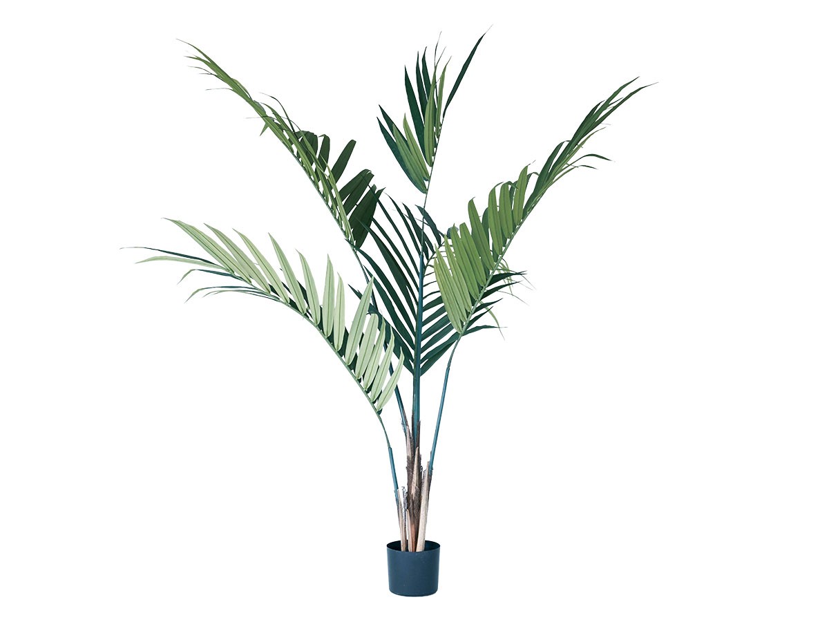 BROWN Kentia Palm Pot