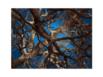 moooi Liquid Maple / モーイ リキッドメイプル - インテリア・家具