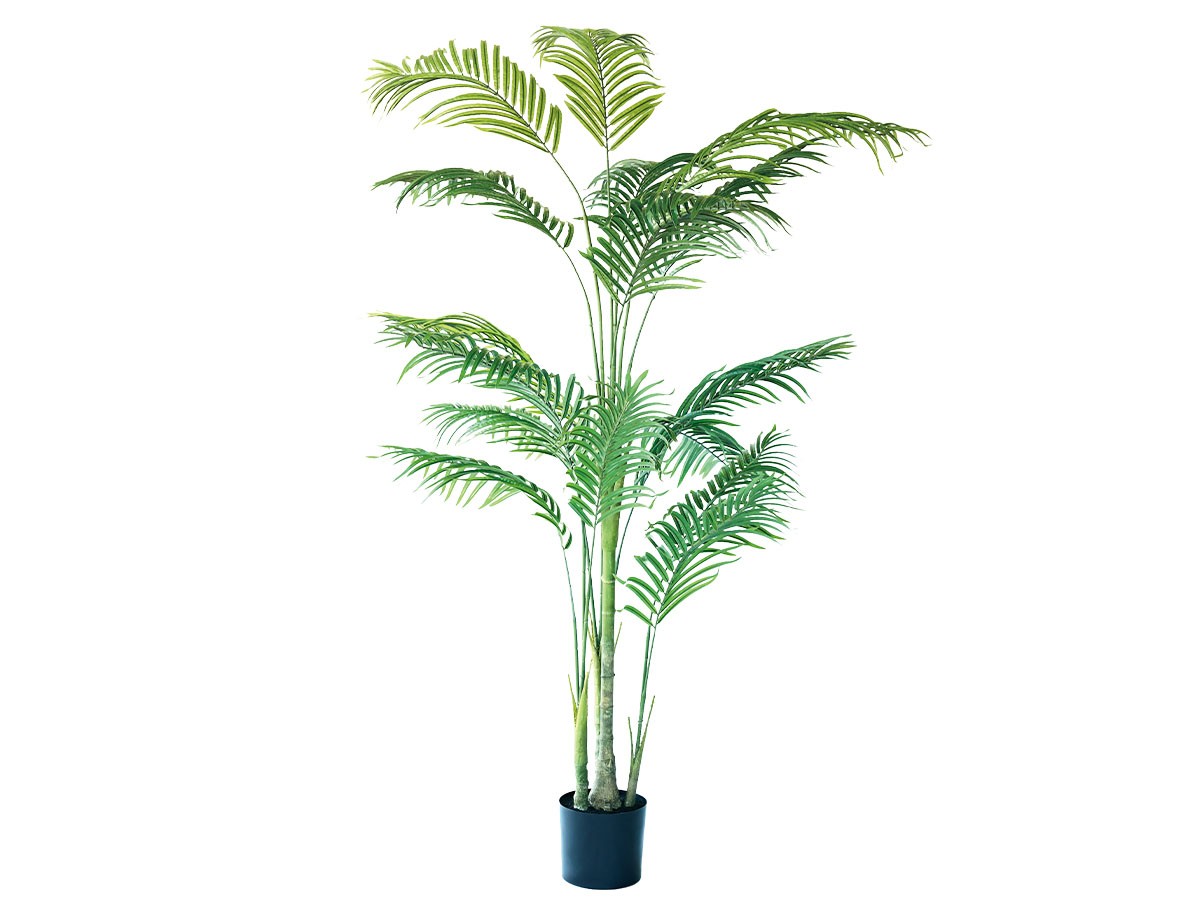 BROWN Queen Palm Pot