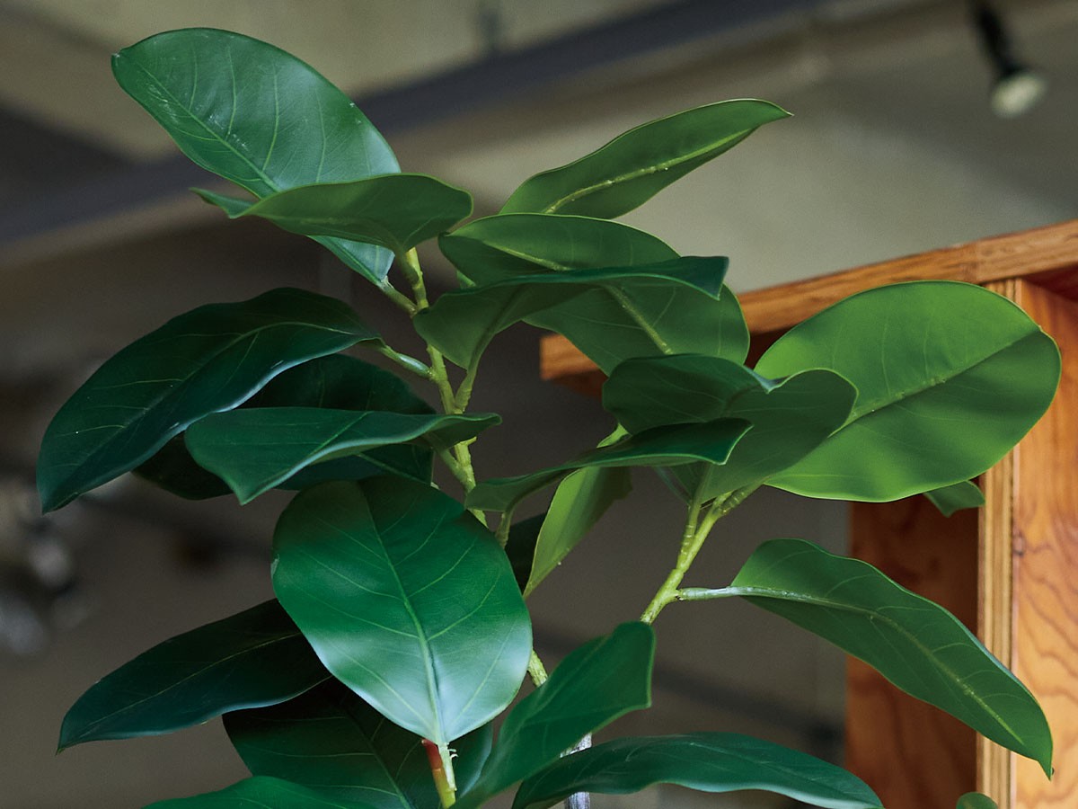 BROWN Ficus Benghalensis Pot / ブラウン フィカス ベンガレンシス ポット 170 （花器・プランター・グリーン > フェイクグリーン・フェイクフラワー） 3