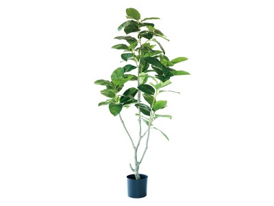 BROWN Ficus Benghalensis Pot / ブラウン フィカス ベンガレンシス