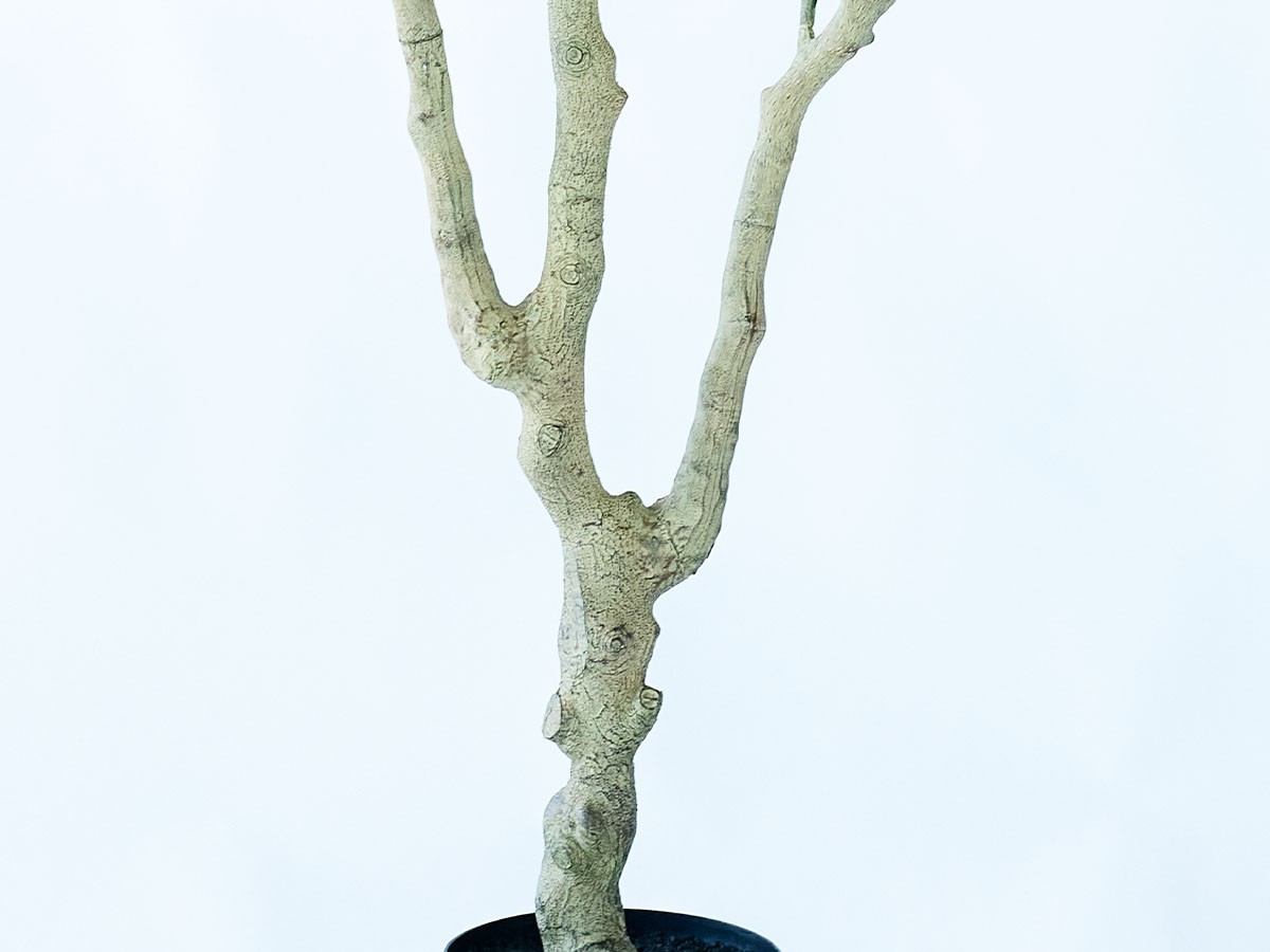 BROWN Lemon Tree Pot / ブラウン レモンの木 ポット 220 （花器・プランター・グリーン > フェイクグリーン・フェイクフラワー） 5