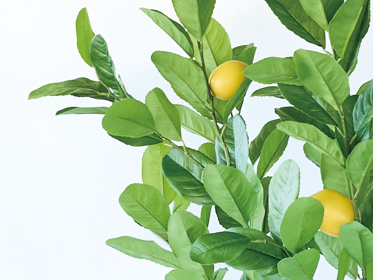 BROWN Lemon Tree Pot / ブラウン レモンの木 ポット 220 （花器・プランター・グリーン > フェイクグリーン・フェイクフラワー） 3