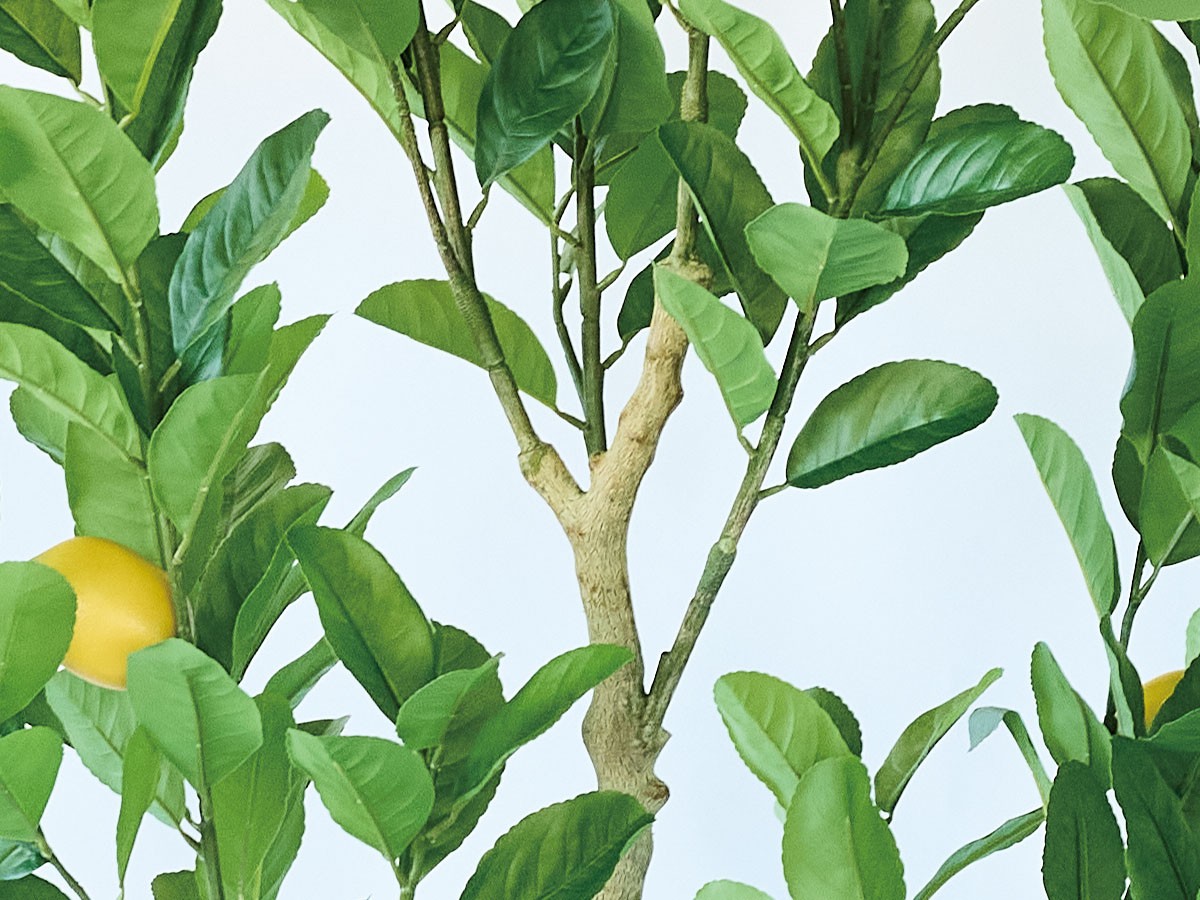 BROWN Lemon Tree Pot / ブラウン レモンの木 ポット 220 （花器・プランター・グリーン > フェイクグリーン・フェイクフラワー） 4