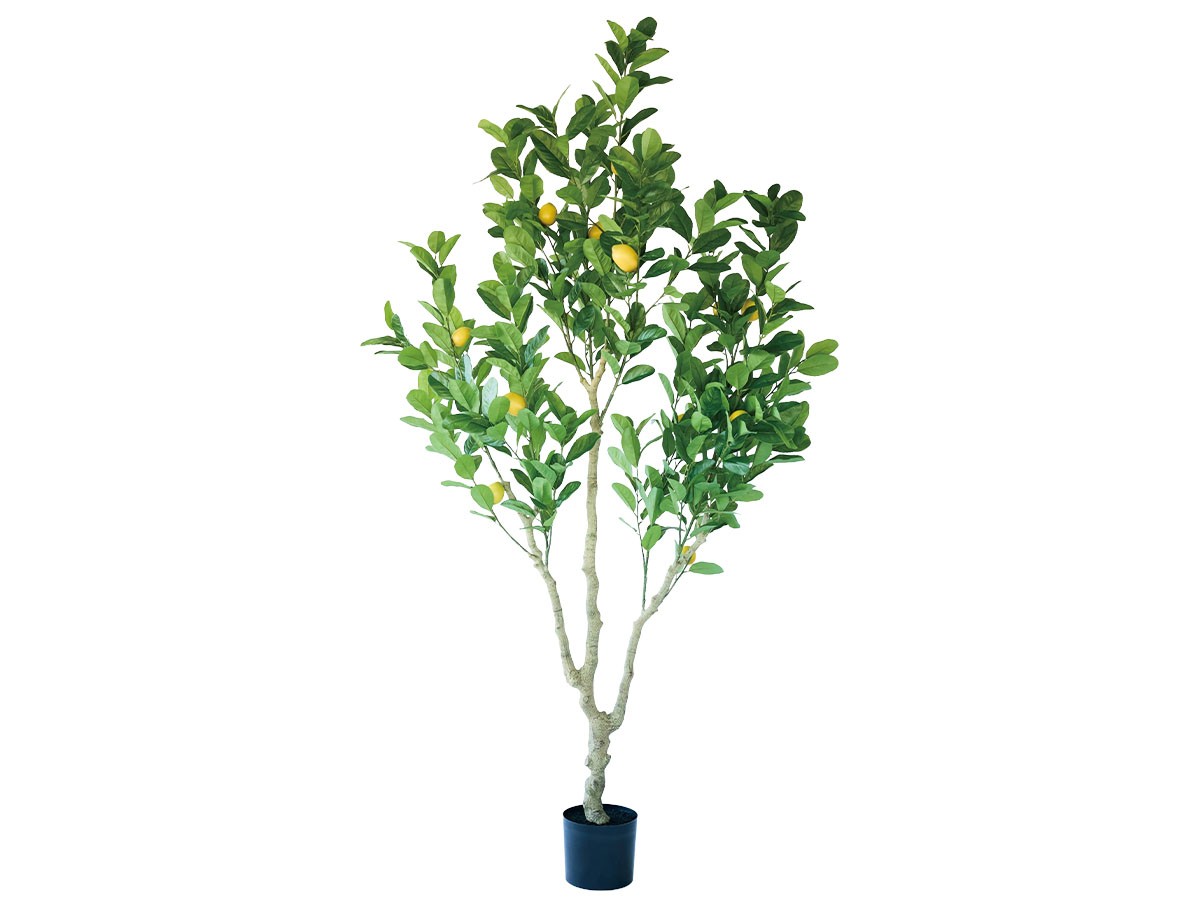 BROWN Lemon Tree Pot