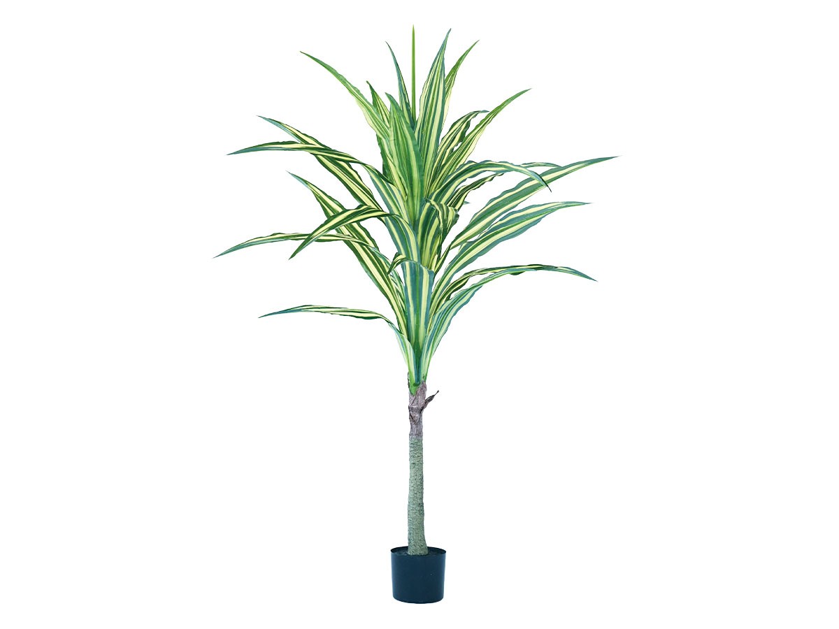 BROWN Dracaena Warneckii Pot / ブラウン ドラセナ ワーネッキー ポット 150 (花器・プランター・グリーン > フェイクグリーン・フェイクフラワー) 1