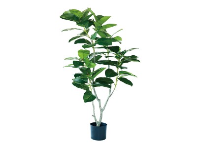 フィカス・ベンガレンシス 観葉植物 観葉植物 フィカス ベンガレンシス 5号 曲り インティ M 濃グレイ 付き