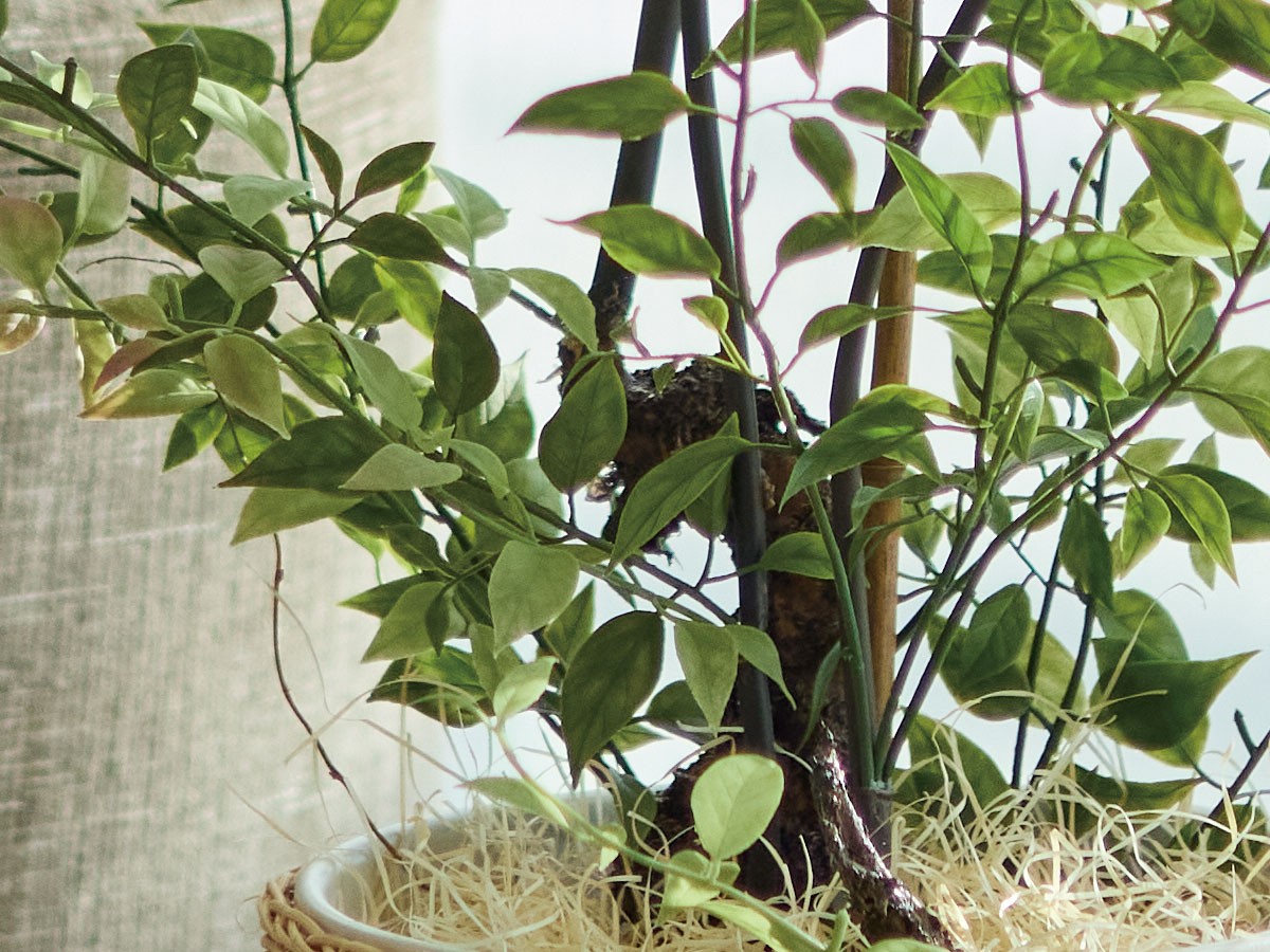 BROWN Riberry Pot / ブラウン ライベリー ポット 105 （花器・プランター・グリーン > フェイクグリーン・フェイクフラワー） 9