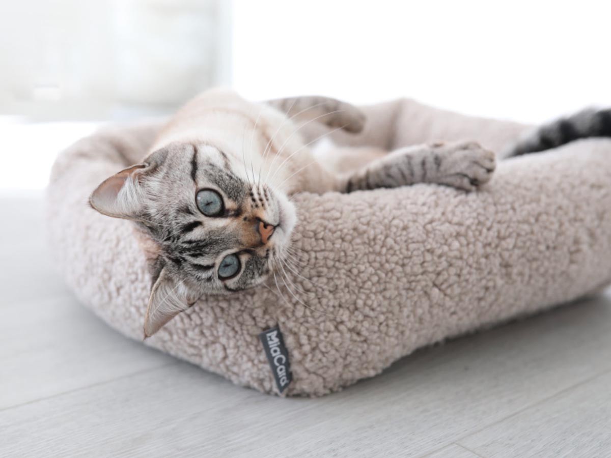 MiaCara Senso Cat Bed / ミアカラ センソ キャットベッド （雑貨・その他インテリア家具 > ペット用品・家具） 5