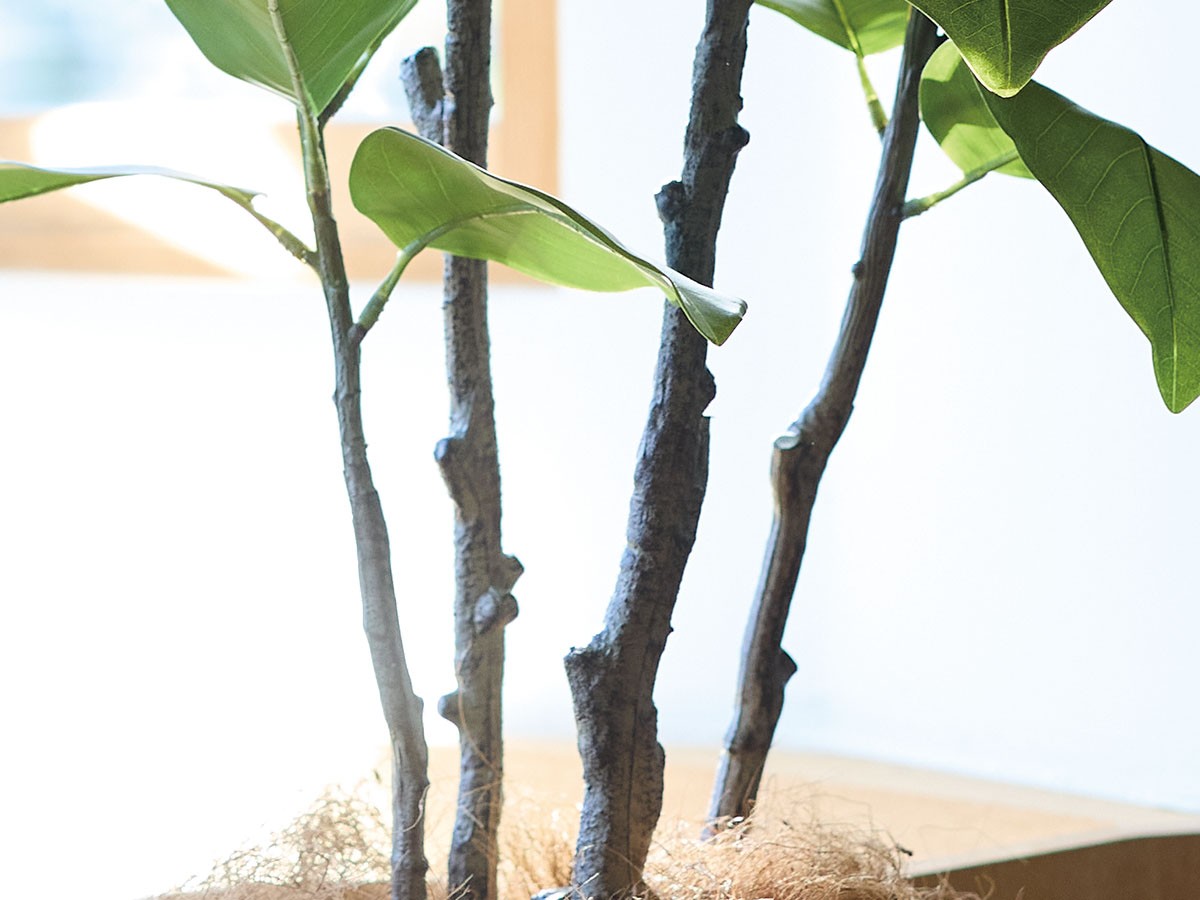 BROWN Ficus Elastica Pot / ブラウン フィカス エラスティカ ポット 195 （花器・プランター・グリーン > フェイクグリーン・フェイクフラワー） 6