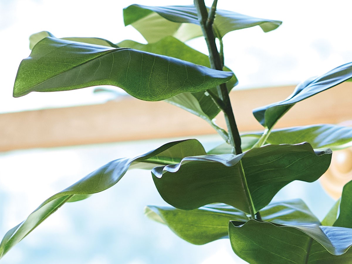 BROWN Ficus Elastica Pot / ブラウン フィカス エラスティカ ポット 195 （花器・プランター・グリーン > フェイクグリーン・フェイクフラワー） 3