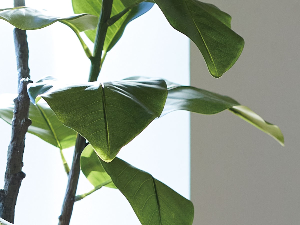 BROWN Ficus Elastica Pot / ブラウン フィカス エラスティカ ポット 195 （花器・プランター・グリーン > フェイクグリーン・フェイクフラワー） 5