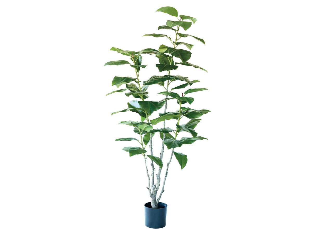 BROWN Ficus Elastica Pot