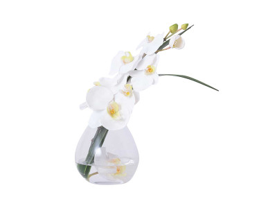 EMILIO ROBBA PHALAENOPSIS / エミリオロバ ファレノプシス