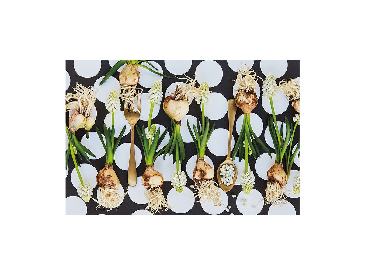 Food inspiered Silver Muscari