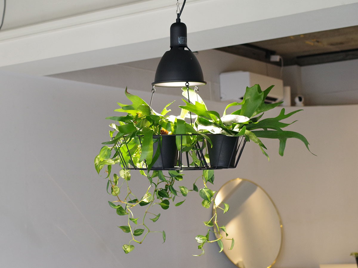 Green Pendant Light / グリーン ペンダントライト #121947 （ライト・照明 > ペンダントライト） 4