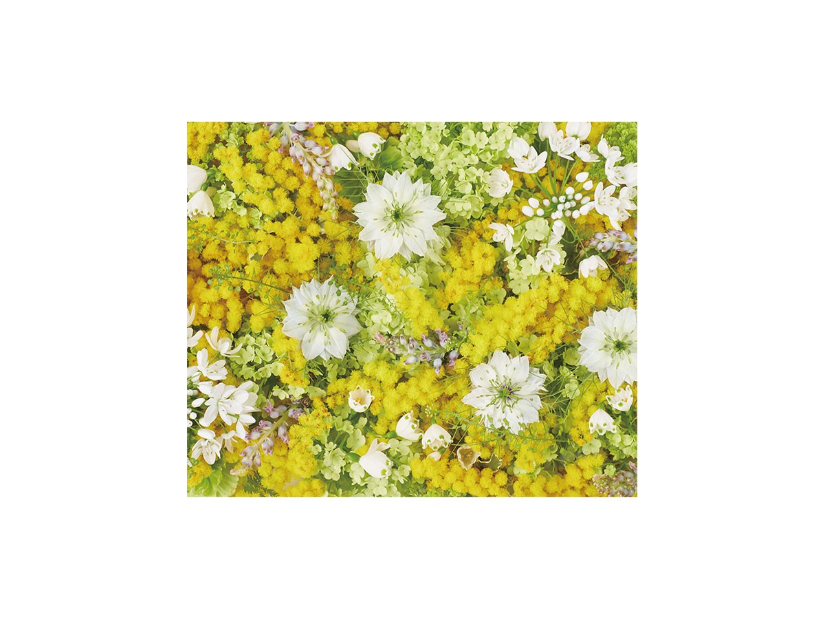 Pastel Bloom Mimosa Yellow