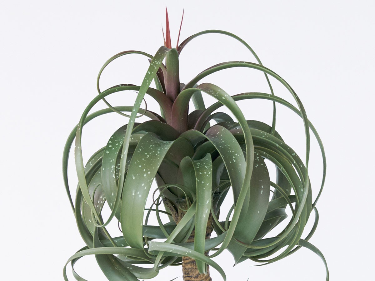 BROWN Tillandsia Mix Pot / ブラウン チランジア ミックス ポット 81 （花器・プランター・グリーン > フェイクグリーン・フェイクフラワー） 5