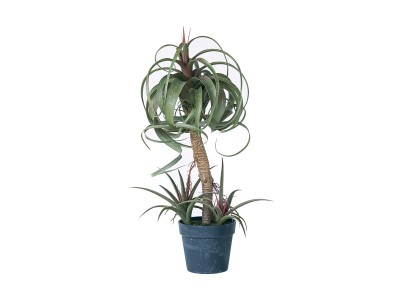 BROWN Yucca Rostrata Pot / ブラウン ユッカ ロストラータ ポット 91