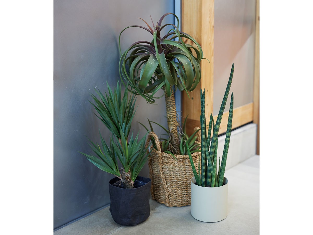 BROWN Tillandsia Mix Pot / ブラウン チランジア ミックス ポット 81 （花器・プランター・グリーン > フェイクグリーン・フェイクフラワー） 2
