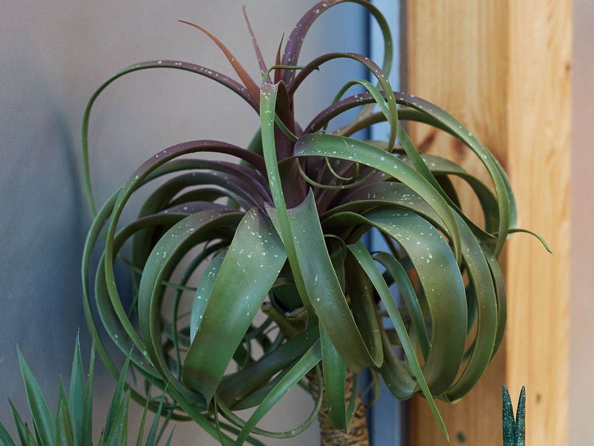 BROWN Tillandsia Mix Pot / ブラウン チランジア ミックス ポット 81 （花器・プランター・グリーン > フェイクグリーン・フェイクフラワー） 3