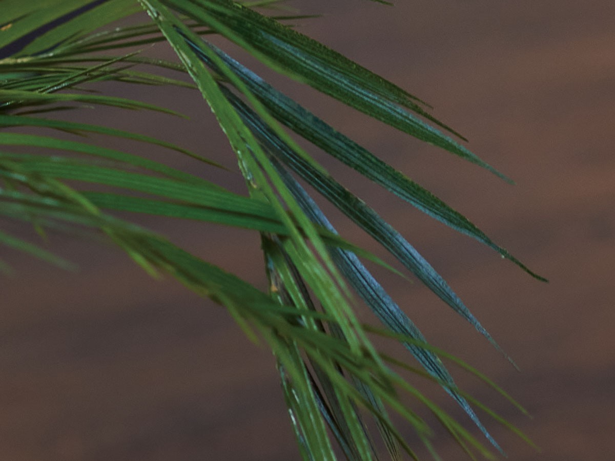 BROWN Areca Palm Pot / ブラウン アレカヤシ ポット 70 （花器・プランター・グリーン > フェイクグリーン・フェイクフラワー） 6