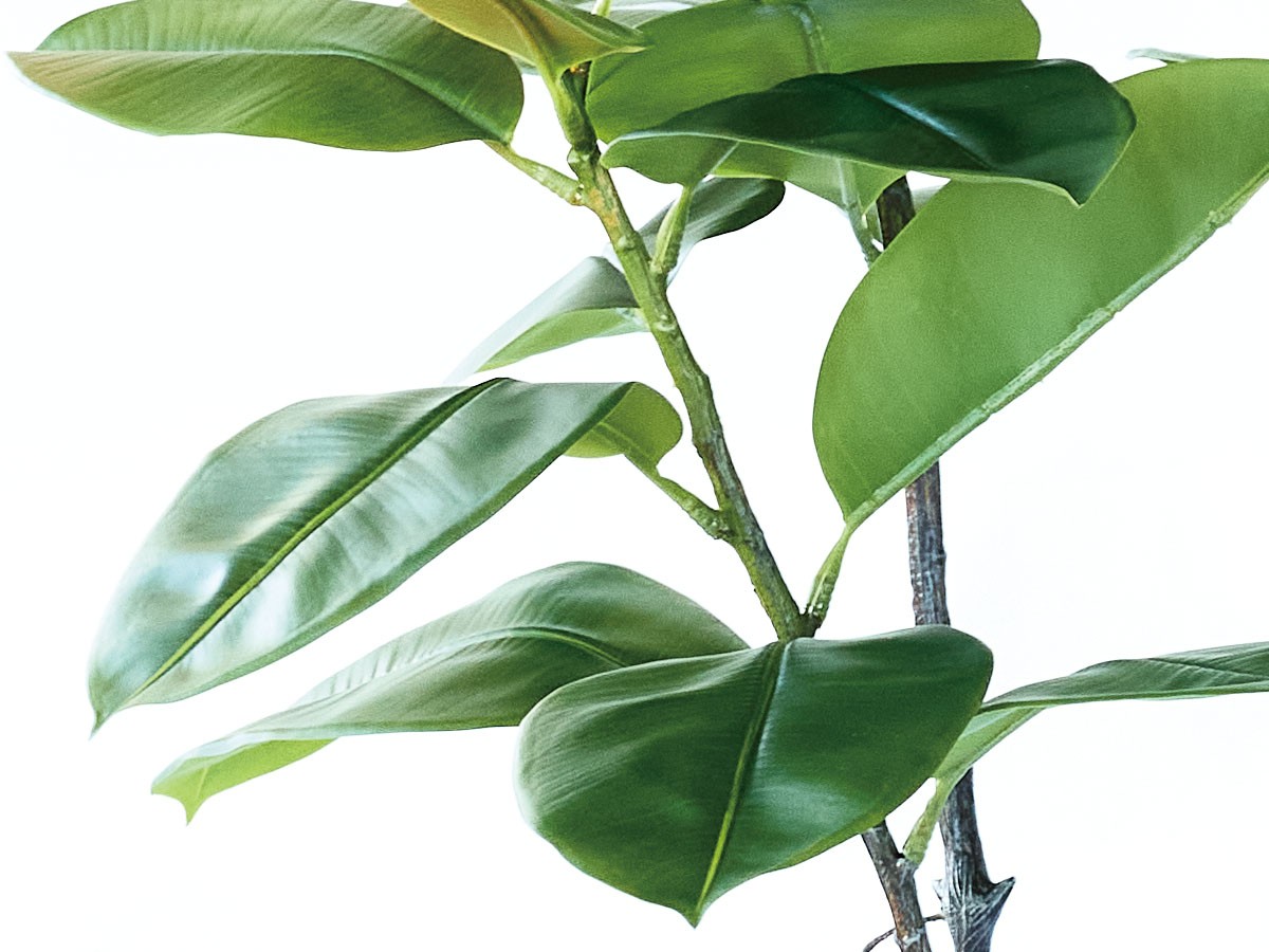 BROWN Ficus Sophia Pot / ブラウン フィカス ソフィア ポット 140 （花器・プランター・グリーン > フェイクグリーン・フェイクフラワー） 3