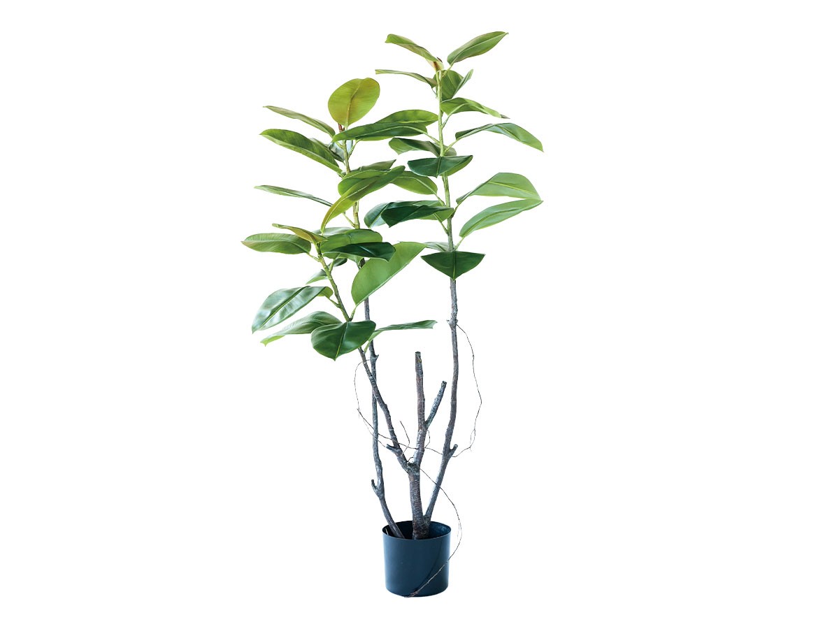 BROWN Ficus Sophia Pot