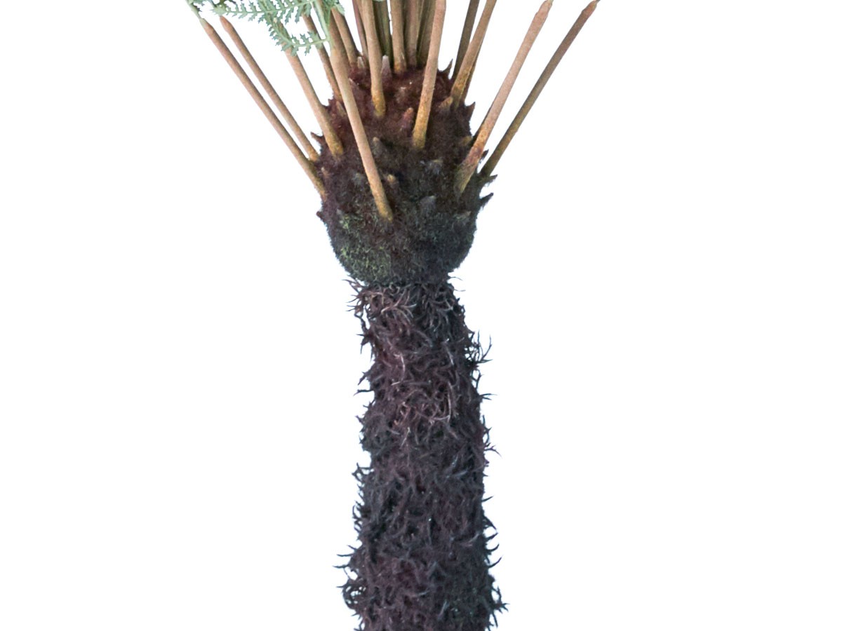 BROWN Dicksonia Pot / ブラウン ディクソニア ポット 122 （花器・プランター・グリーン > フェイクグリーン・フェイクフラワー） 4