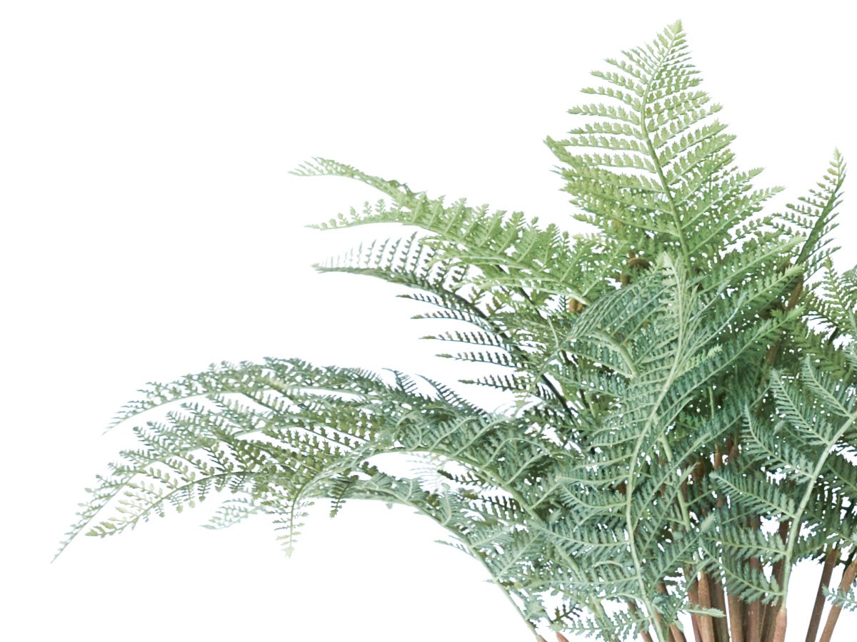 BROWN Dicksonia Pot / ブラウン ディクソニア ポット 122 （花器・プランター・グリーン > フェイクグリーン・フェイクフラワー） 3