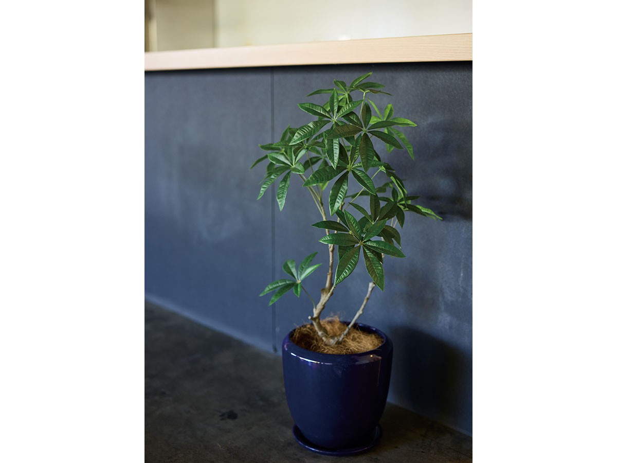 BROWN Pachira Pot / ブラウン パキラ  ポット 90 （花器・プランター・グリーン > フェイクグリーン・フェイクフラワー） 2