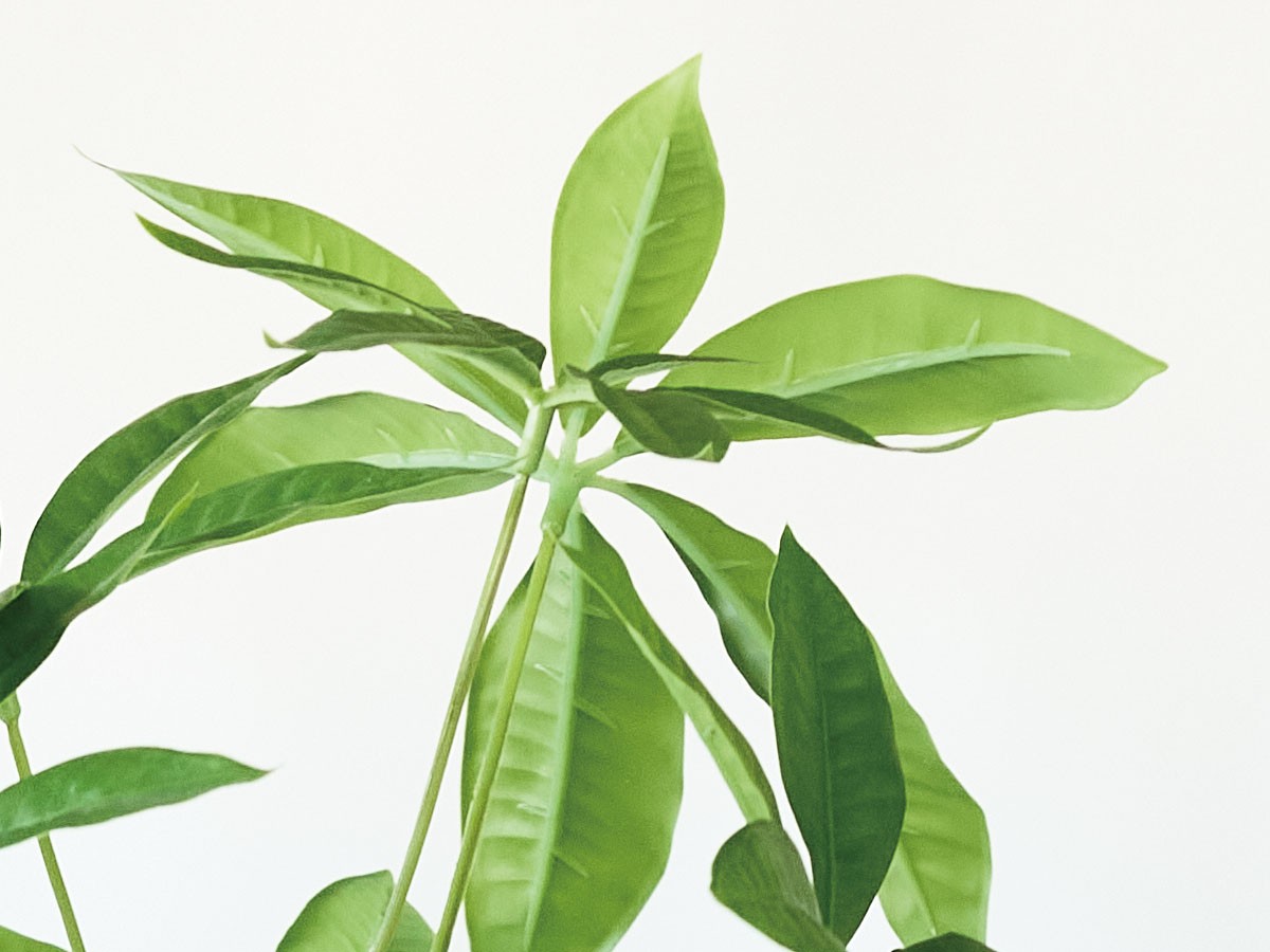 BROWN Pachira Pot / ブラウン パキラ  ポット 90 （花器・プランター・グリーン > フェイクグリーン・フェイクフラワー） 4