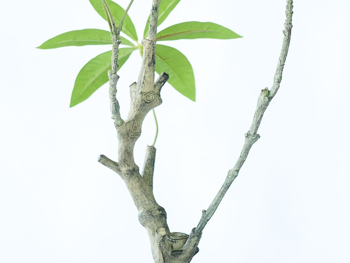 BROWN Pachira Pot / ブラウン パキラ  ポット 90 （花器・プランター・グリーン > フェイクグリーン・フェイクフラワー） 5