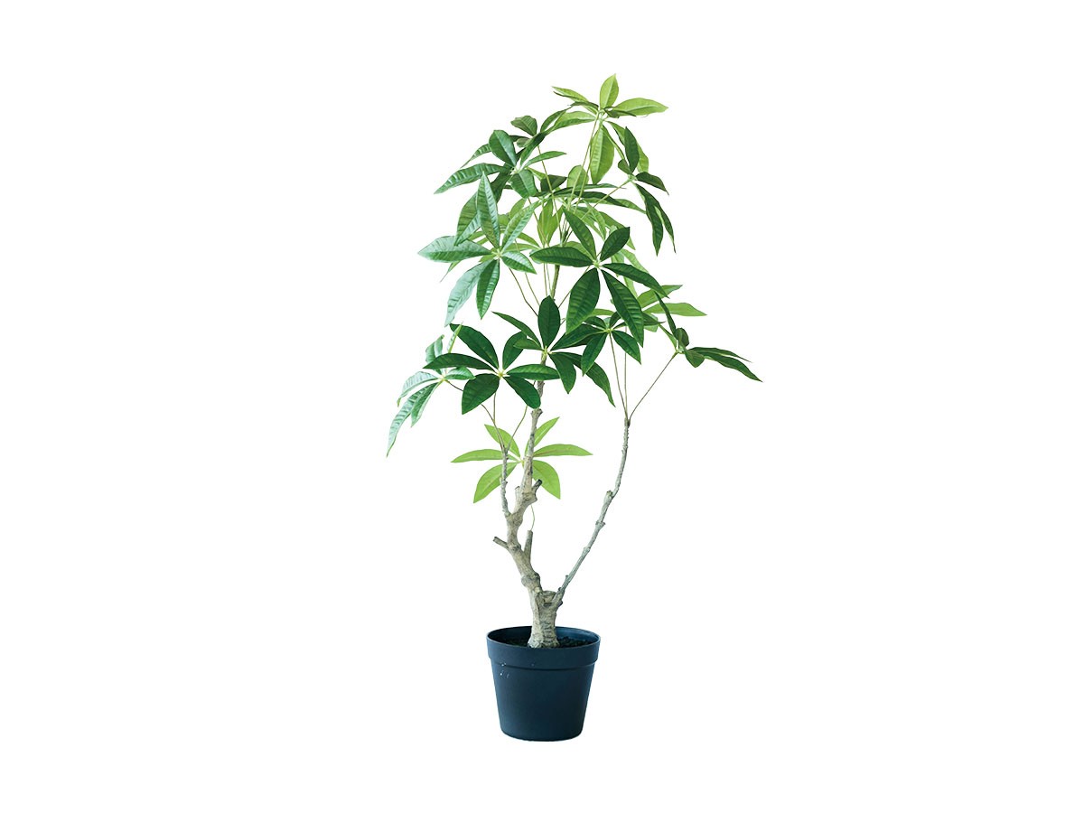 BROWN Pachira Pot