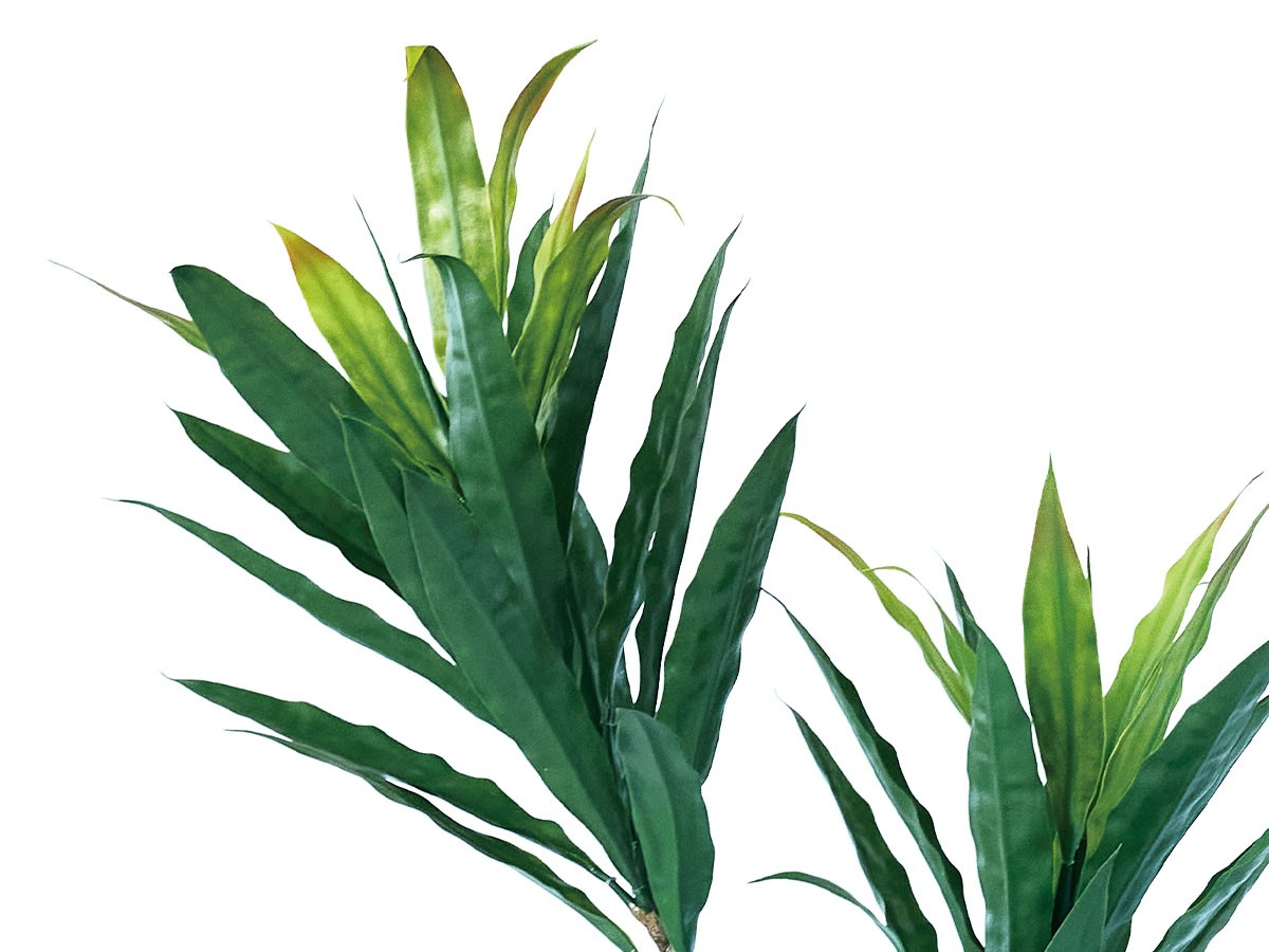 BROWN Dracaena Pot / ブラウン ドラセナ ポット 140 グリーン （花器・プランター・グリーン > フェイクグリーン・フェイクフラワー） 2