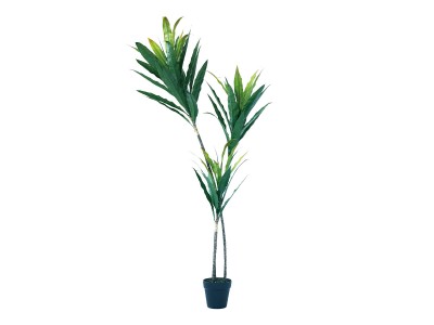 BROWN Dracaena Pot / ブラウン ドラセナ ポット 140 グリーン