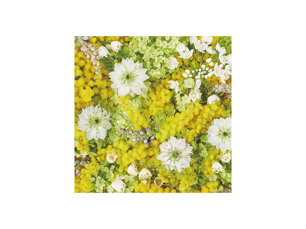 Pastel Bloom Mimosa Yellow