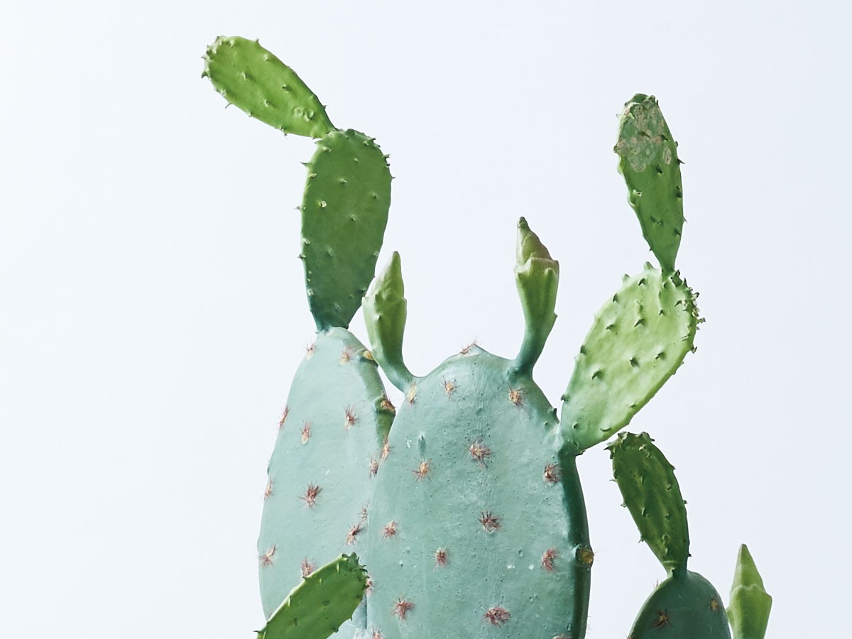 BROWN Prickly Pear Cactus Pot / ブラウン ウチワサボテン ポット 117 （花器・プランター・グリーン > フェイクグリーン・フェイクフラワー） 3