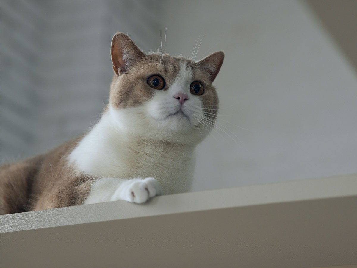 FRANCE PET Cat Tower Bed / フランスペット キャットタワー ベッド （ベッド > シングルベッド） 15
