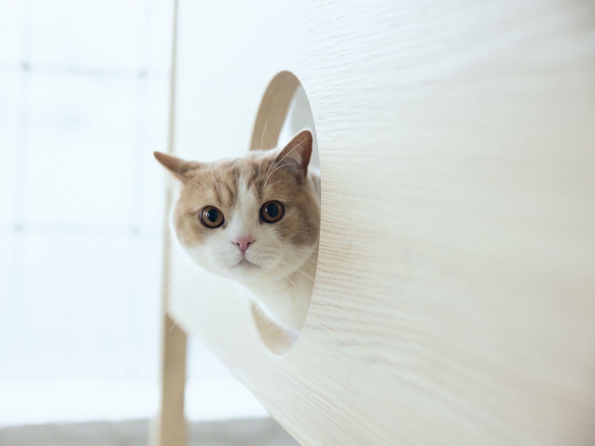 FRANCE PET Cat Tower Bed / フランスペット キャットタワー ベッド （ベッド > シングルベッド） 14