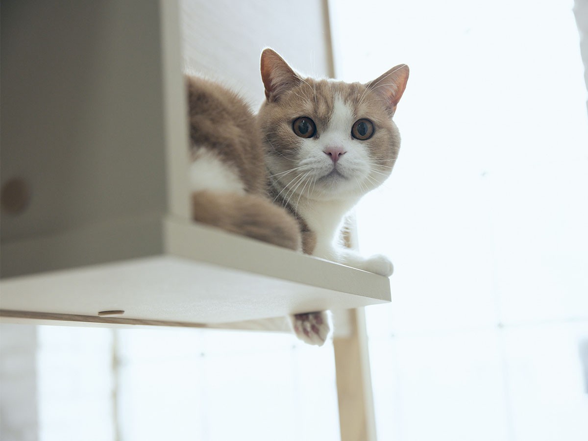 FRANCE PET Cat Tower Bed / フランスペット キャットタワー ベッド （ベッド > シングルベッド） 16