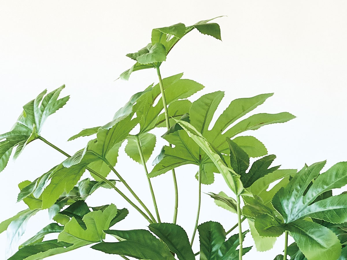 BROWN Japanese Aralia Pot / ブラウン ヤツデ ポット 145 （花器・プランター・グリーン > フェイクグリーン・フェイクフラワー） 3