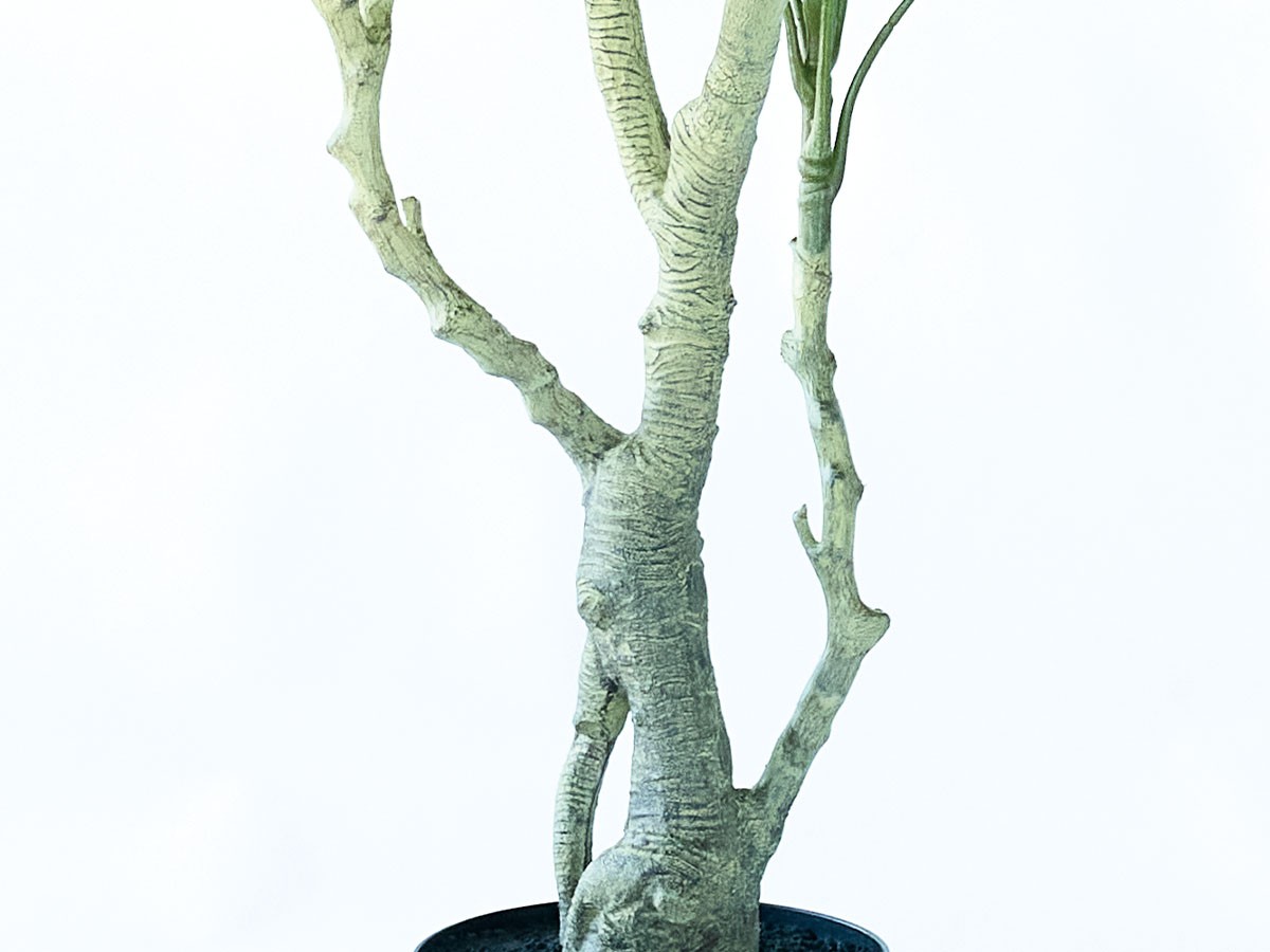 BROWN Japanese Aralia Pot / ブラウン ヤツデ ポット 145 （花器・プランター・グリーン > フェイクグリーン・フェイクフラワー） 6