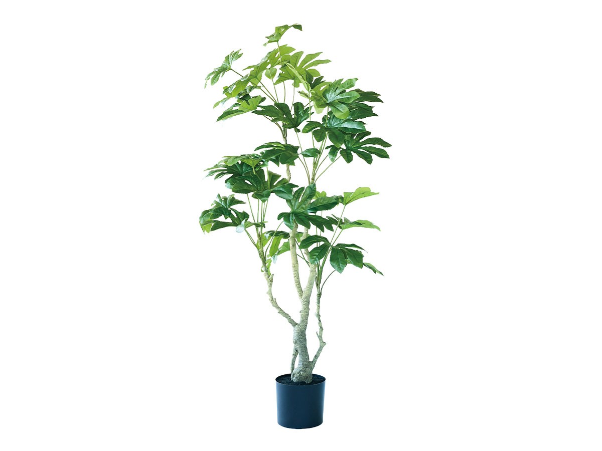 BROWN Japanese Aralia Pot