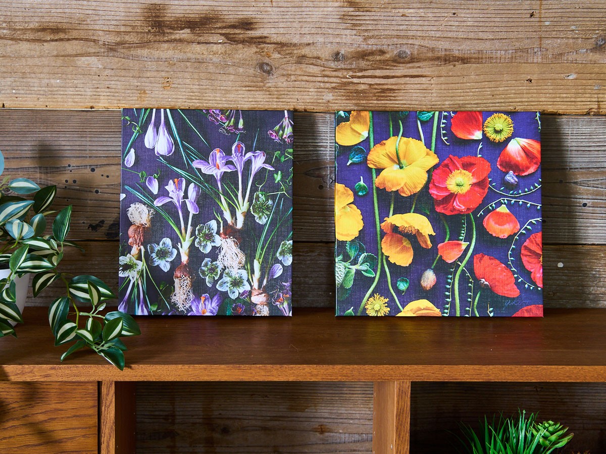 YOKO Takeuchi Botanic Poppy / ヨウコ タケウチ ボタニック ポピー スクエア （アート・オブジェ > フォトパネル・フォトアート） 2