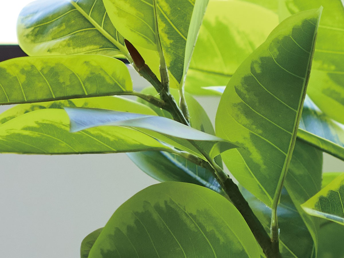 BROWN Ficus Altissima Pot / ブラウン フィカス アルテシマ ポット 175 （花器・プランター・グリーン > フェイクグリーン・フェイクフラワー） 4